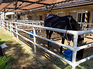 乗馬の展示コーナー