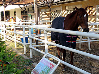 乗馬の展示コーナー