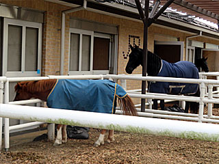 乗馬の展示コーナー