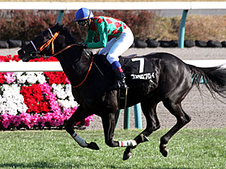 コスモロブロイ(イルミネーションジャンプステークス)