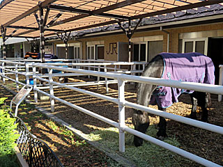 乗馬の展示コーナー