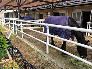 乗馬の展示コーナー