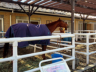 乗馬の展示コーナー