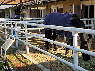 乗馬の展示コーナー