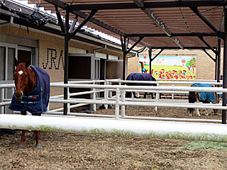 乗馬の展示コーナー
