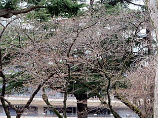 日本庭園の桜