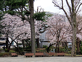 日本庭園の桜