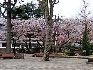 日本庭園の桜