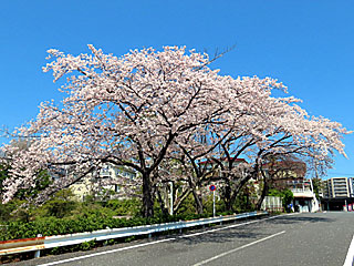 普門寺坂の桜