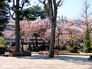 日本庭園の桜