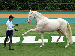 サイレントホースショー＠東京競馬場