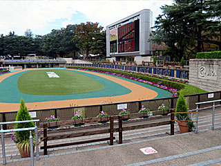 パドック＠東京競馬場