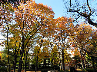 東京競馬場の紅葉