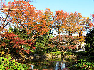 東京競馬場の紅葉