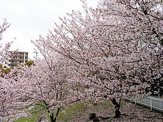桜満開＠阪神競馬場
