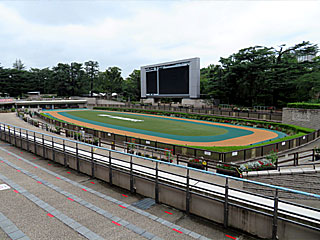 東京競馬場