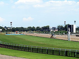 東京競馬場