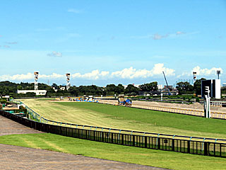 東京競馬場