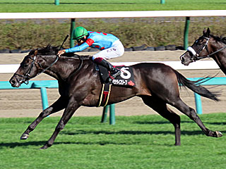 パラダイスリーフ(ジャングルポケットカップ)