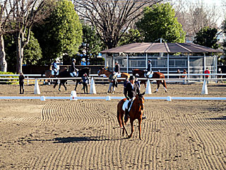 RRC引退競走馬杯ファイナル大会2021馬場馬術＠東京競馬場