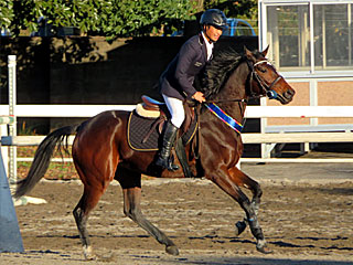 RRC引退競走馬杯ファイナル大会2021障害馬術＠東京競馬場