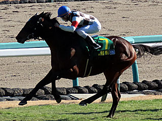 スウェアー(ヤングジョッキーズシリーズファイナルラウンド中山第1戦)