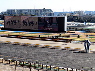 東京競馬場