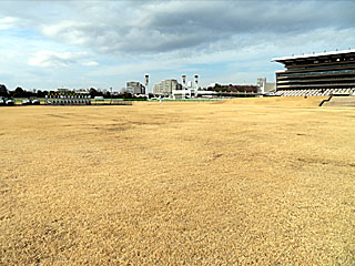 芝生エリア@東京競馬場