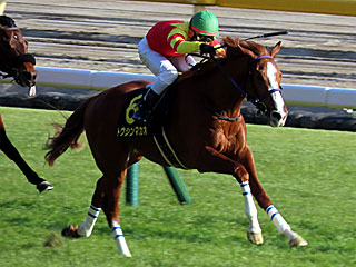 トウシンマカオ(クロッカスステークス)