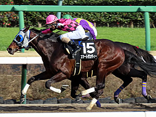 スマートダンディー(千葉ステークス)