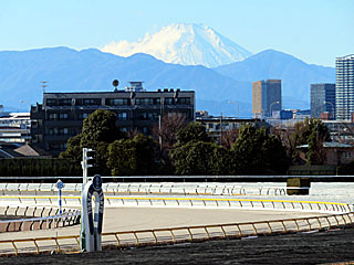 東京競馬場