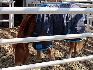 ゴールデンフジ