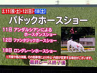 パドックホースショー