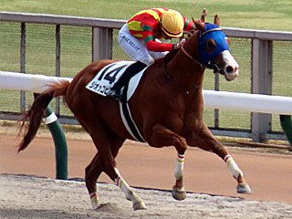 ジオッコピアノ（3歳新馬）