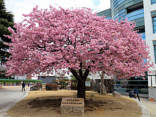 中山競馬場