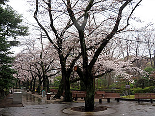 日本庭園の桜＠東京競馬場