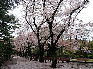 日本庭園の桜＠東京競馬場