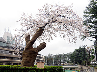 下見所大桜＠東京競馬場