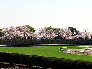 4コーナーの桜＠東京競馬場