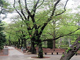 日本庭園＠東京競馬場