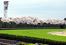 4コーナーの桜並木